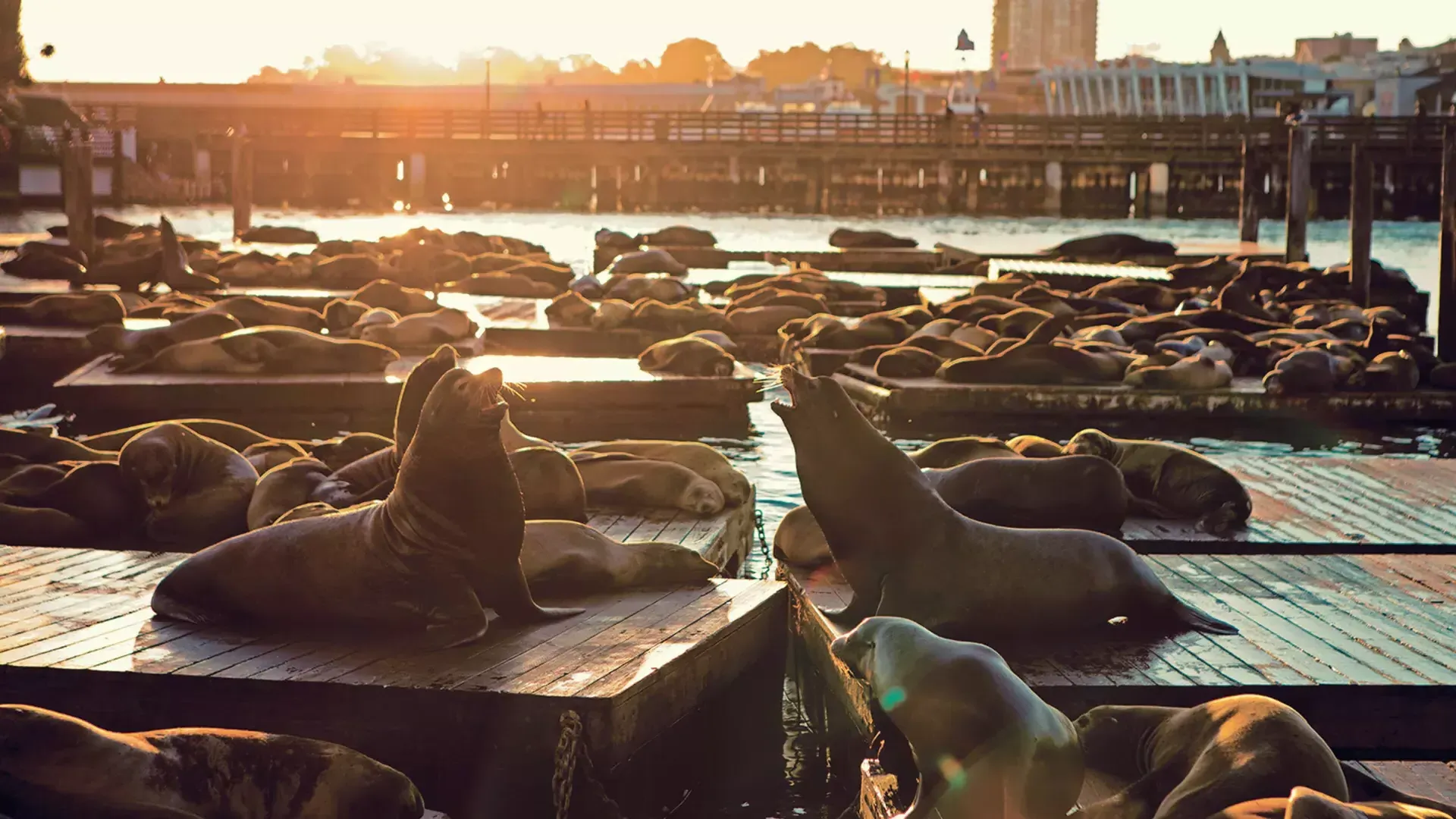 Leões marinhos descansam na doca K do PIER 39 ao pôr do sol