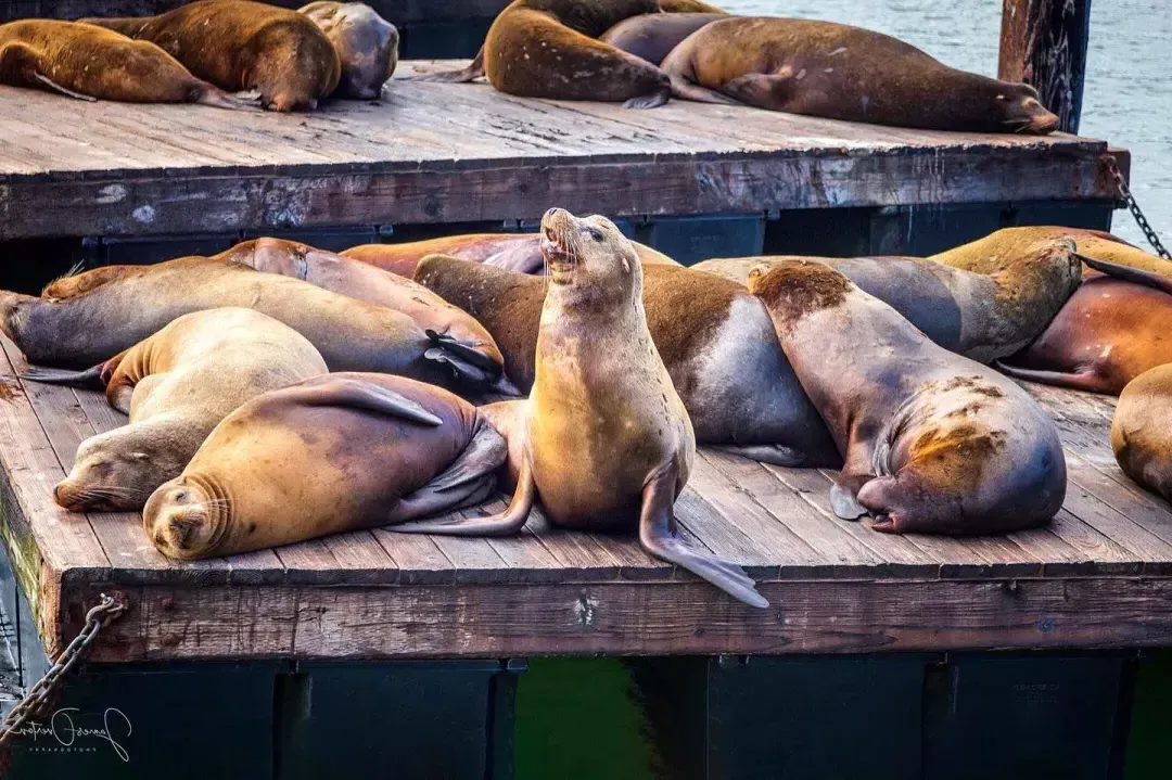 Sea Lions rest on PIER 39's K Dock