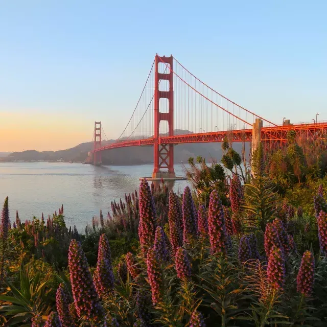 金门大桥(Golden Gate Bridge)以鲜花为背景拍摄.